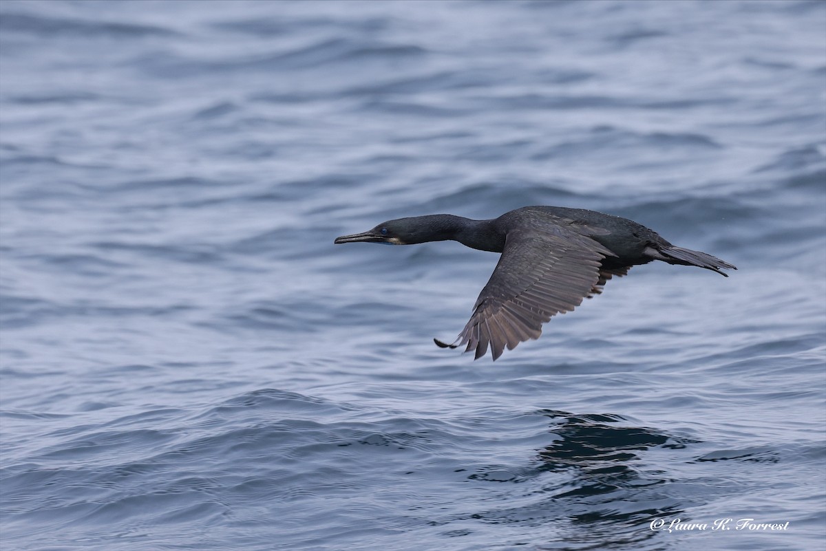 Brandt's Cormorant - ML638319662