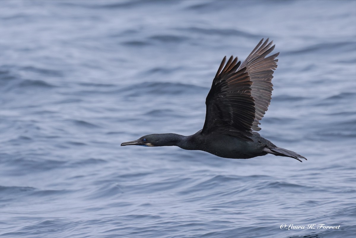 Brandt's Cormorant - ML638319663