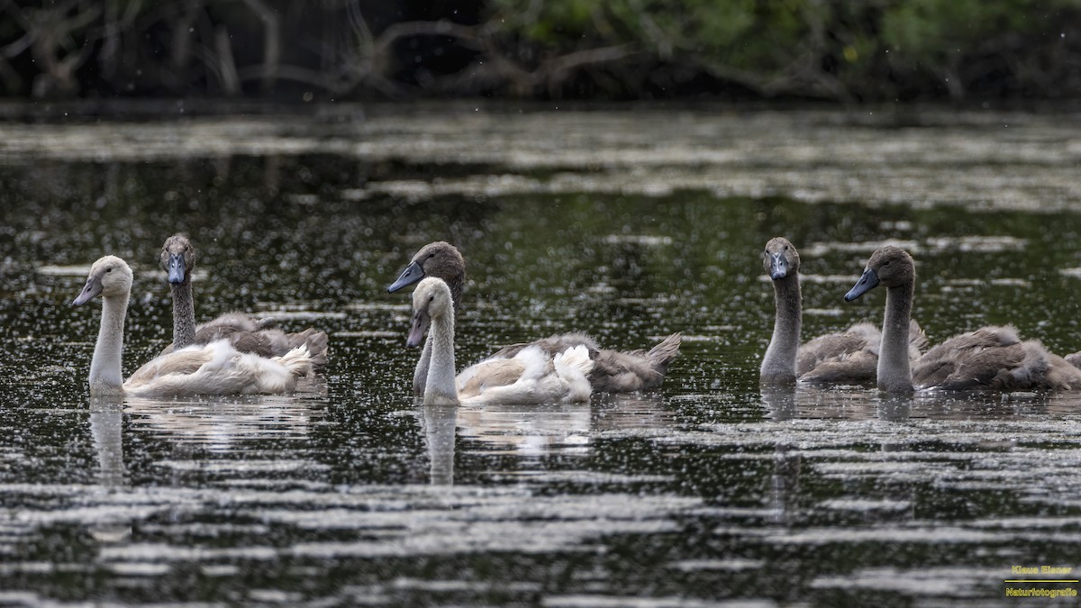 Mute Swan - ML638319664