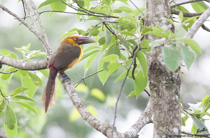 Saffron Toucanet - ML638319665