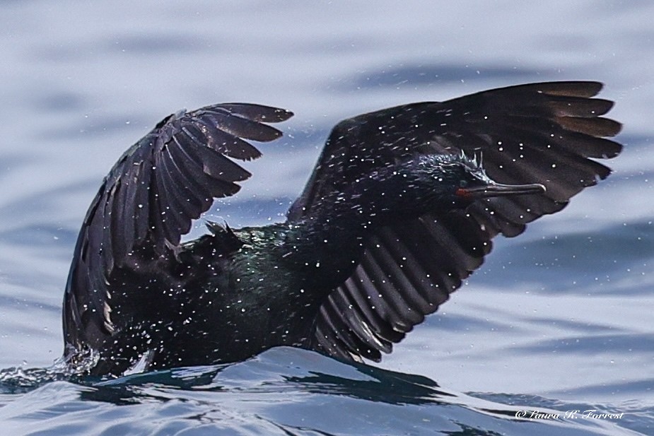 Pelagic Cormorant - ML638319672