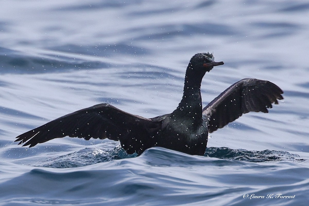 Pelagic Cormorant - ML638319673
