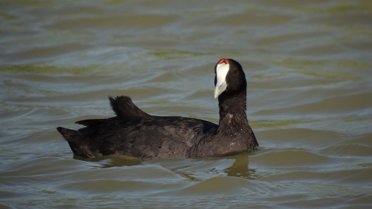 Red-knobbed Coot - ML638319677