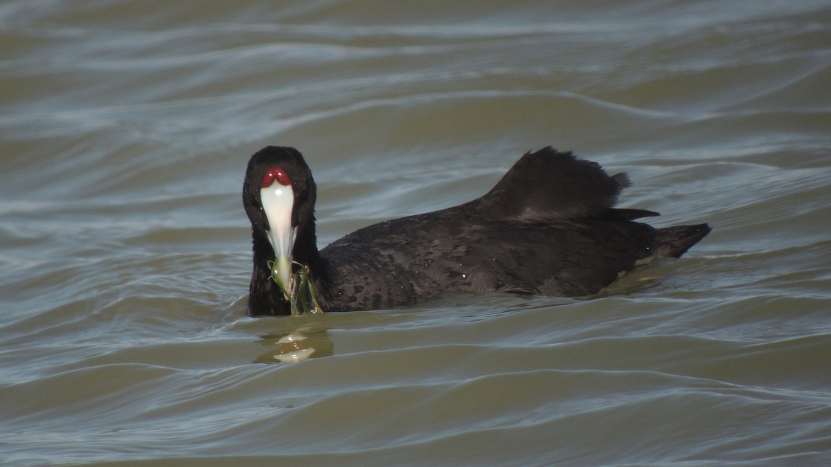 Red-knobbed Coot - ML638319678