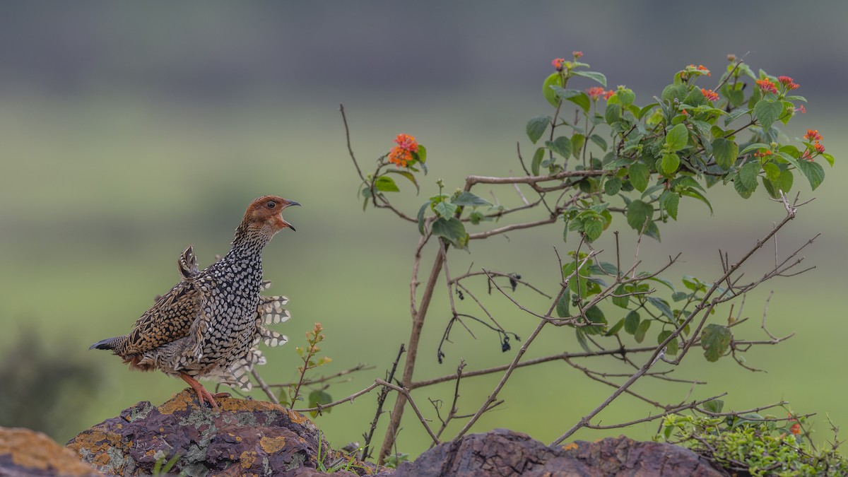 Painted Francolin - ML638319686