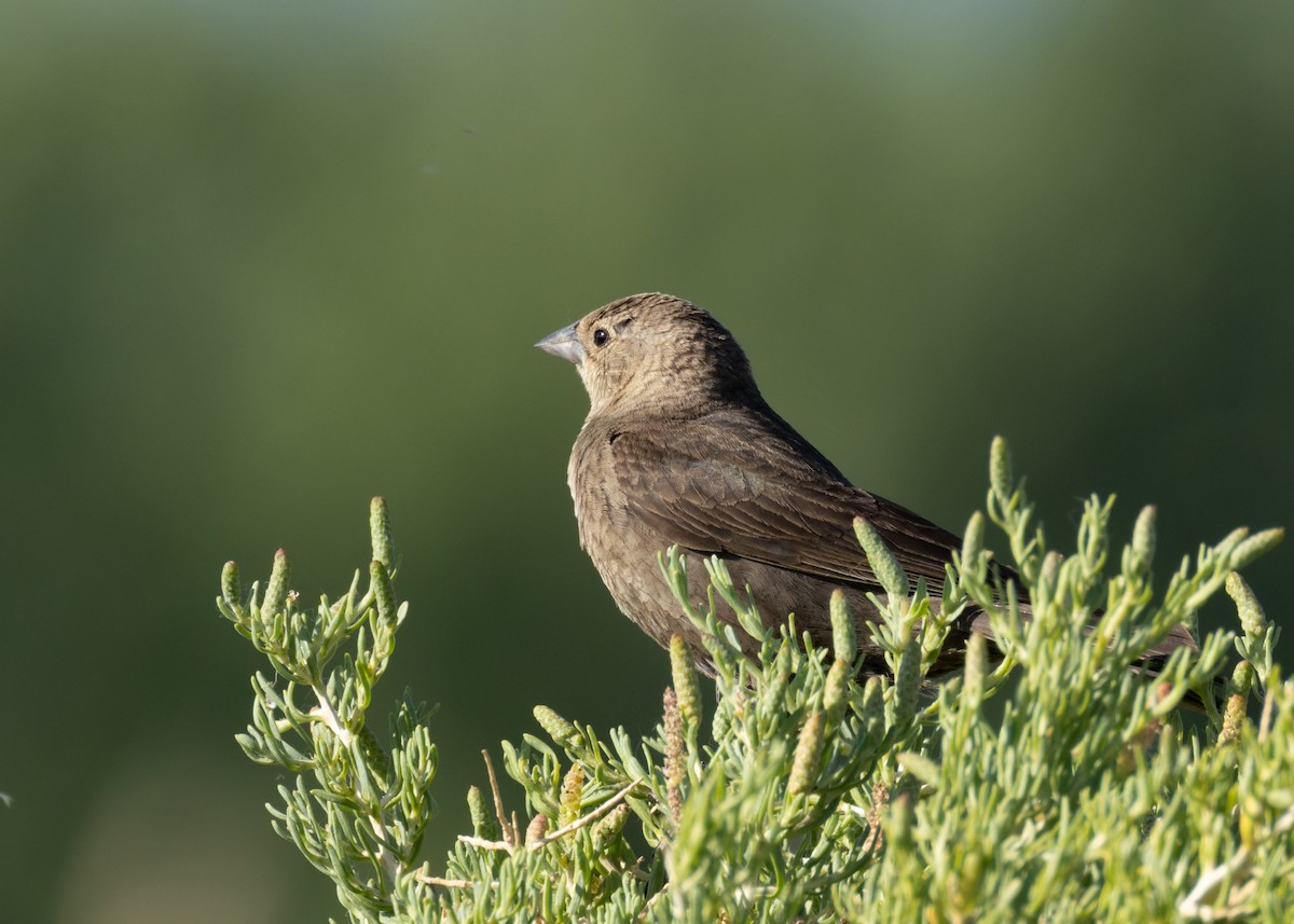 Brown-headed Cowbird - ML638319687