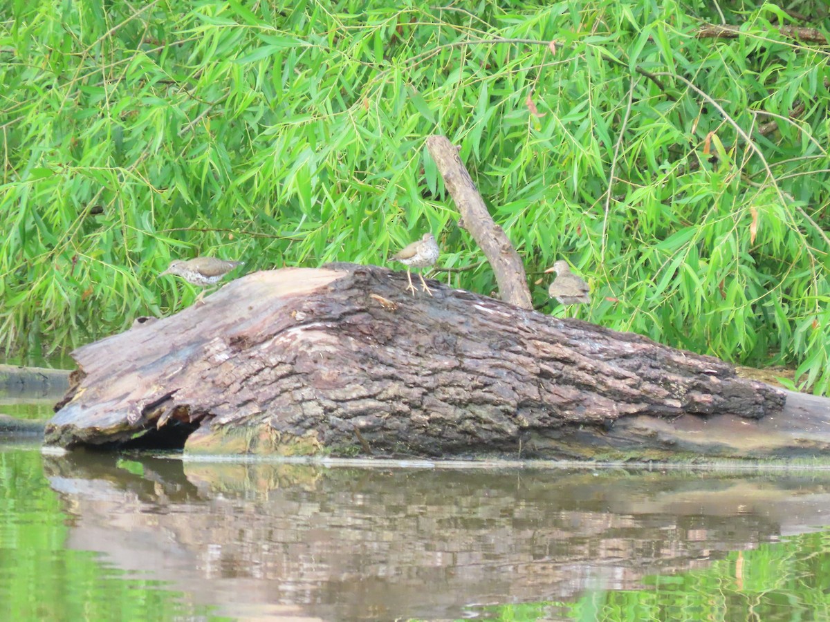 Spotted Sandpiper - ML638319696