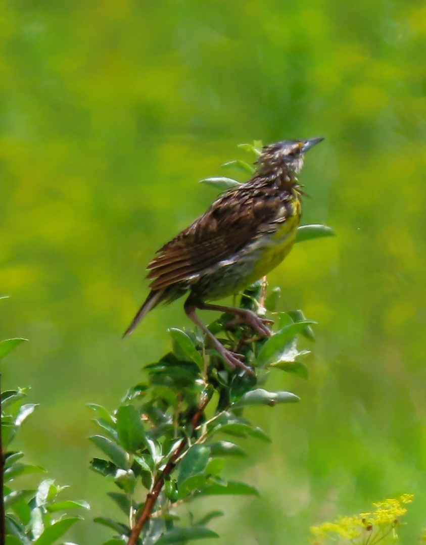 Eastern Meadowlark - ML638319698