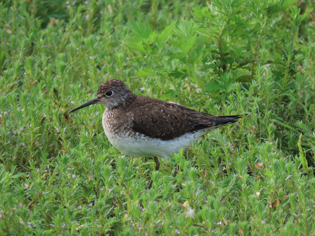 Solitary Sandpiper - ML638319699