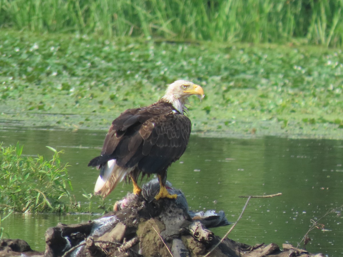 Bald Eagle - ML638319704