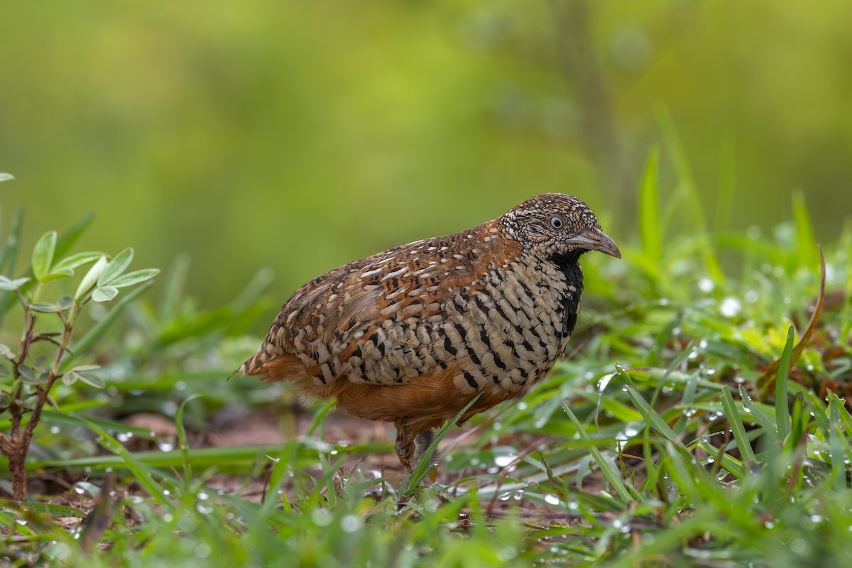 Barred Buttonquail - ML638319709