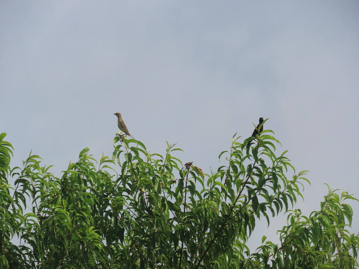 Bobolink - ML638319712