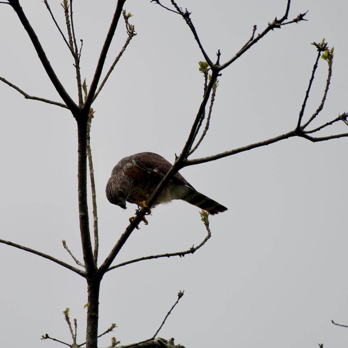 Double-toothed Kite - ML638319715