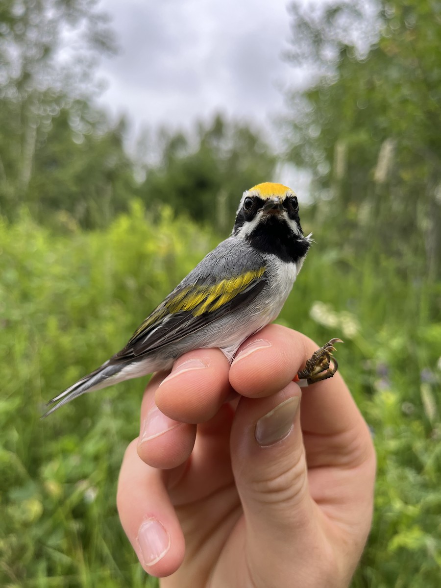 Golden-winged Warbler - ML638319716