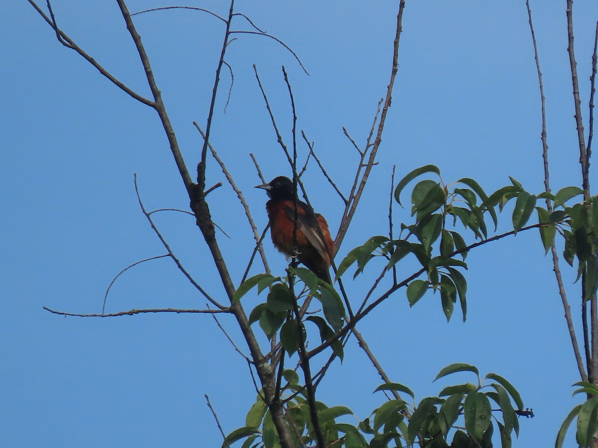Orchard Oriole - ML638319717