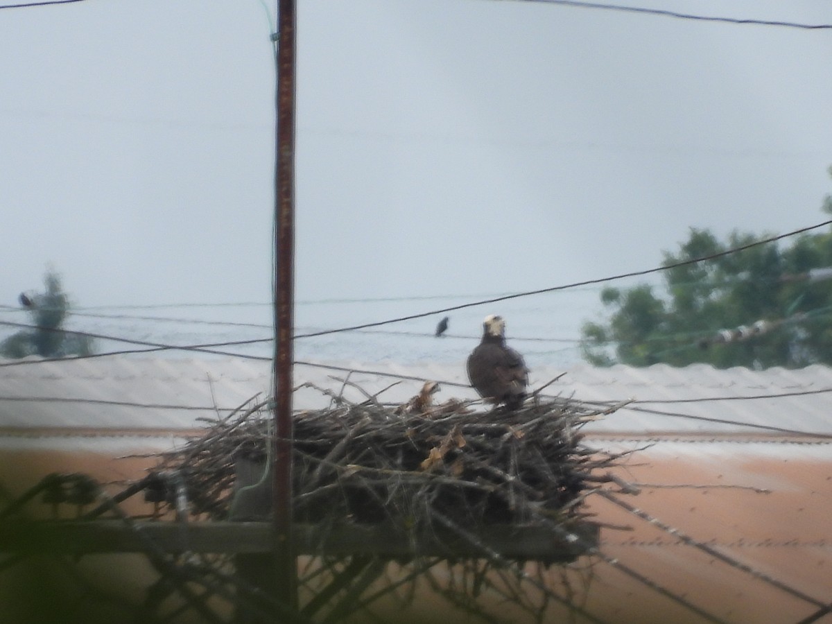 Osprey - ML638319719
