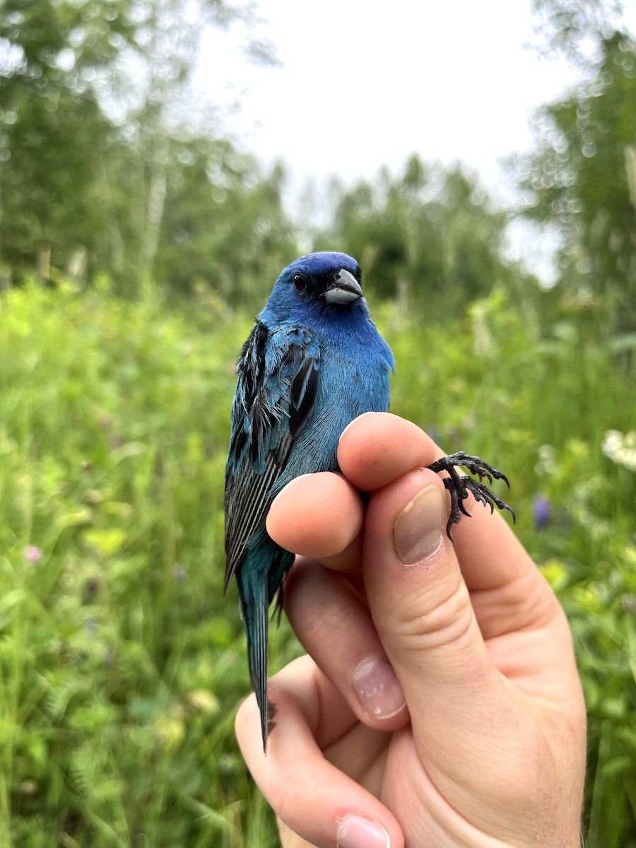 Indigo Bunting - ML638319721