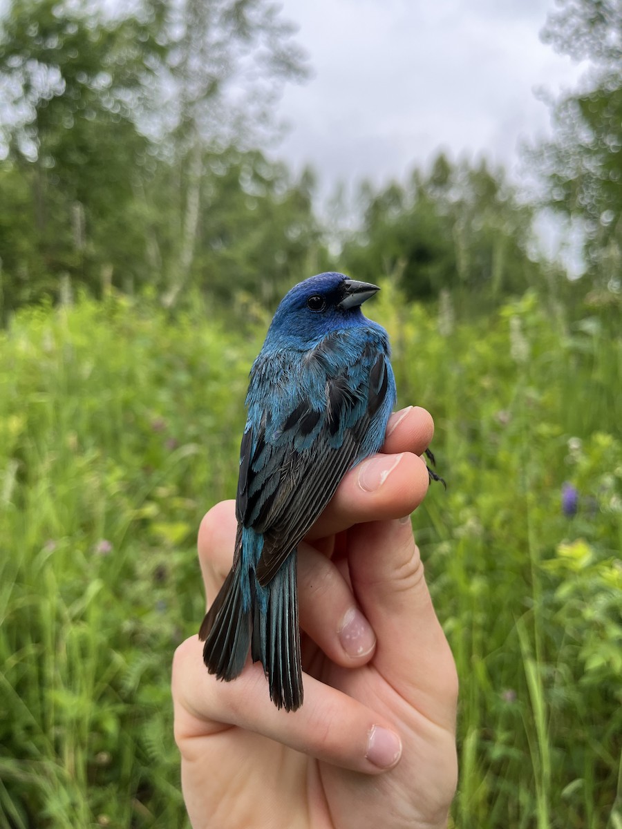 Indigo Bunting - ML638319722