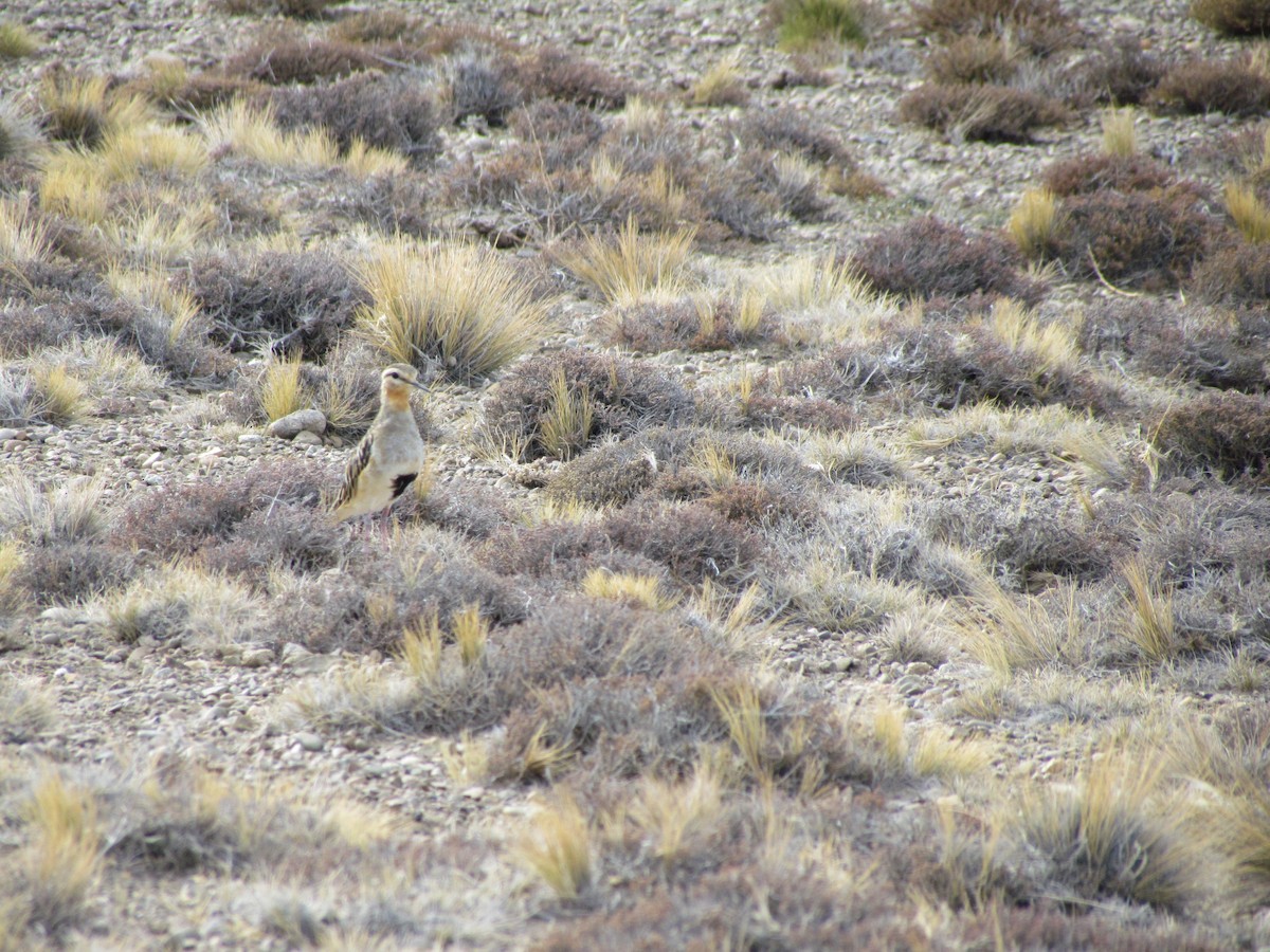 Tawny-throated Dotterel - ML638319724