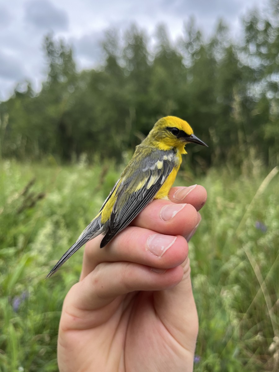 Blue-winged Warbler - ML638319725