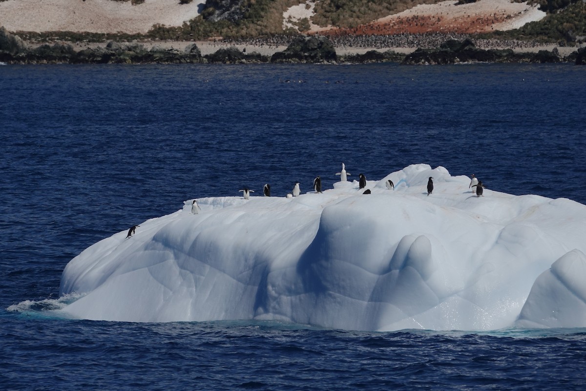 Chinstrap Penguin - ML638319726