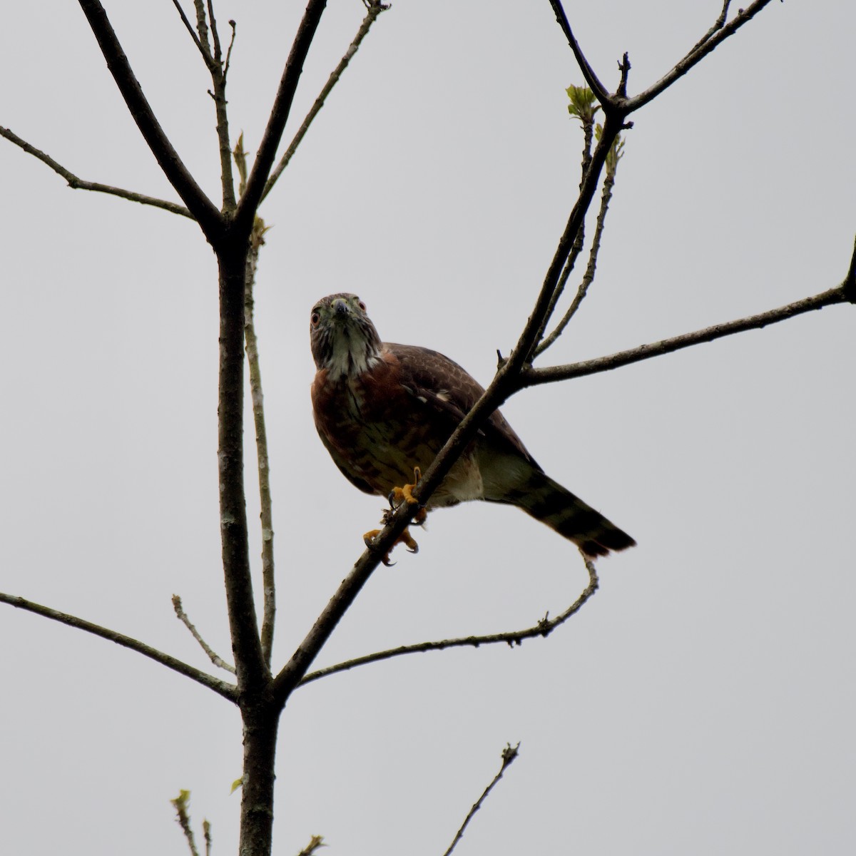 Double-toothed Kite - ML638319728