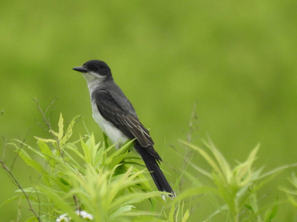 Eastern Kingbird - ML638319730