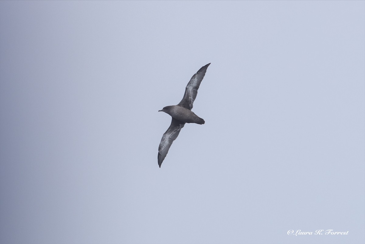 Sooty Shearwater - ML638319733