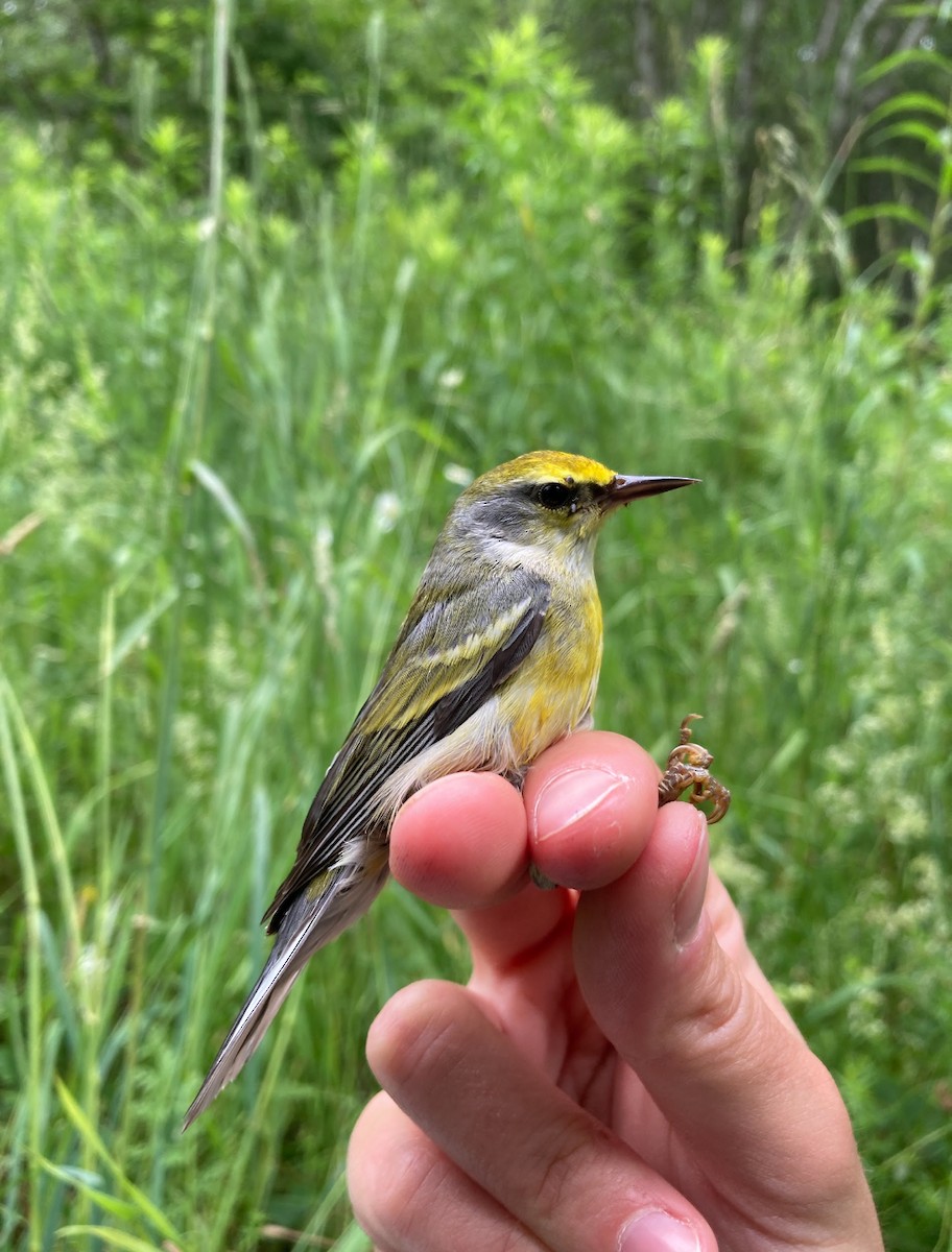 Brewster's Warbler (hybrid) - ML638319735