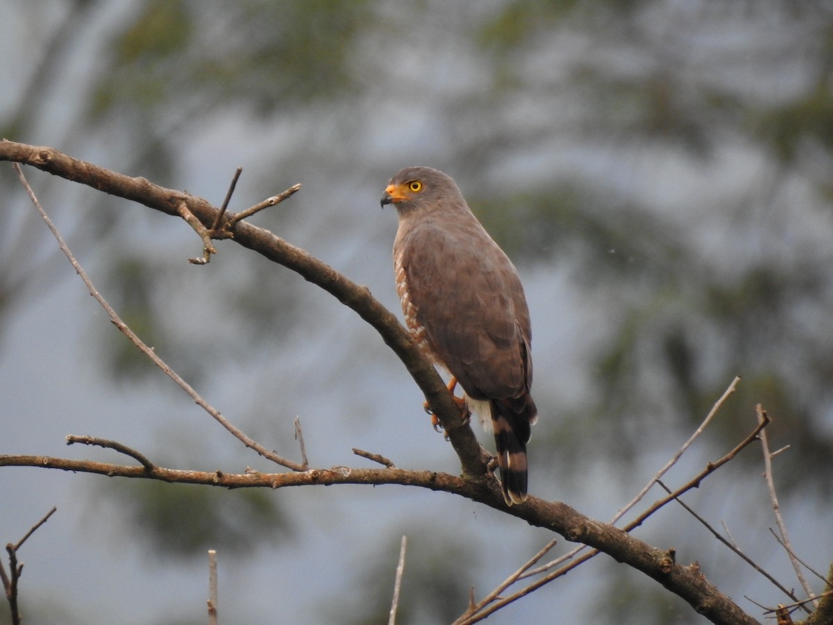 Roadside Hawk - ML638319738