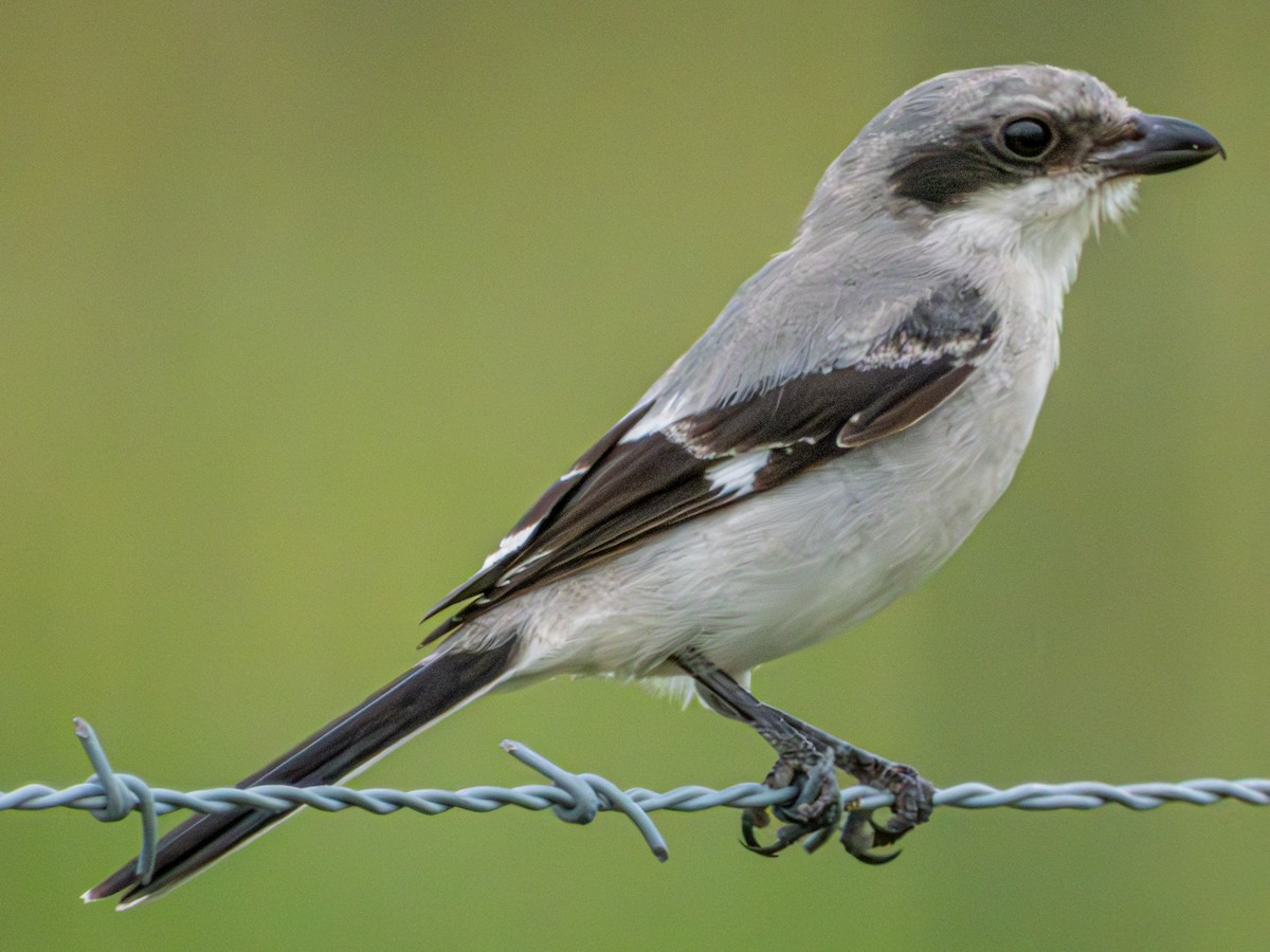 Loggerhead Shrike - ML638319741