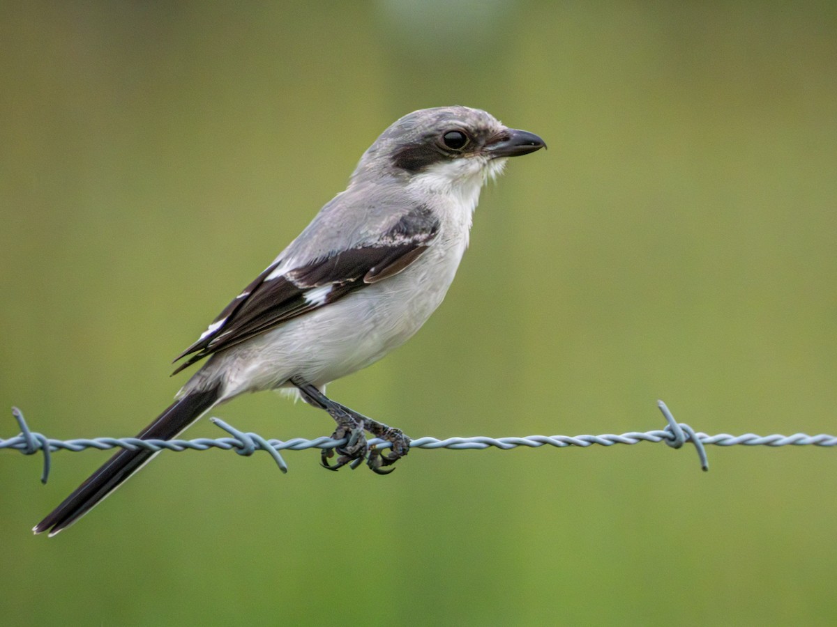 Loggerhead Shrike - ML638319742