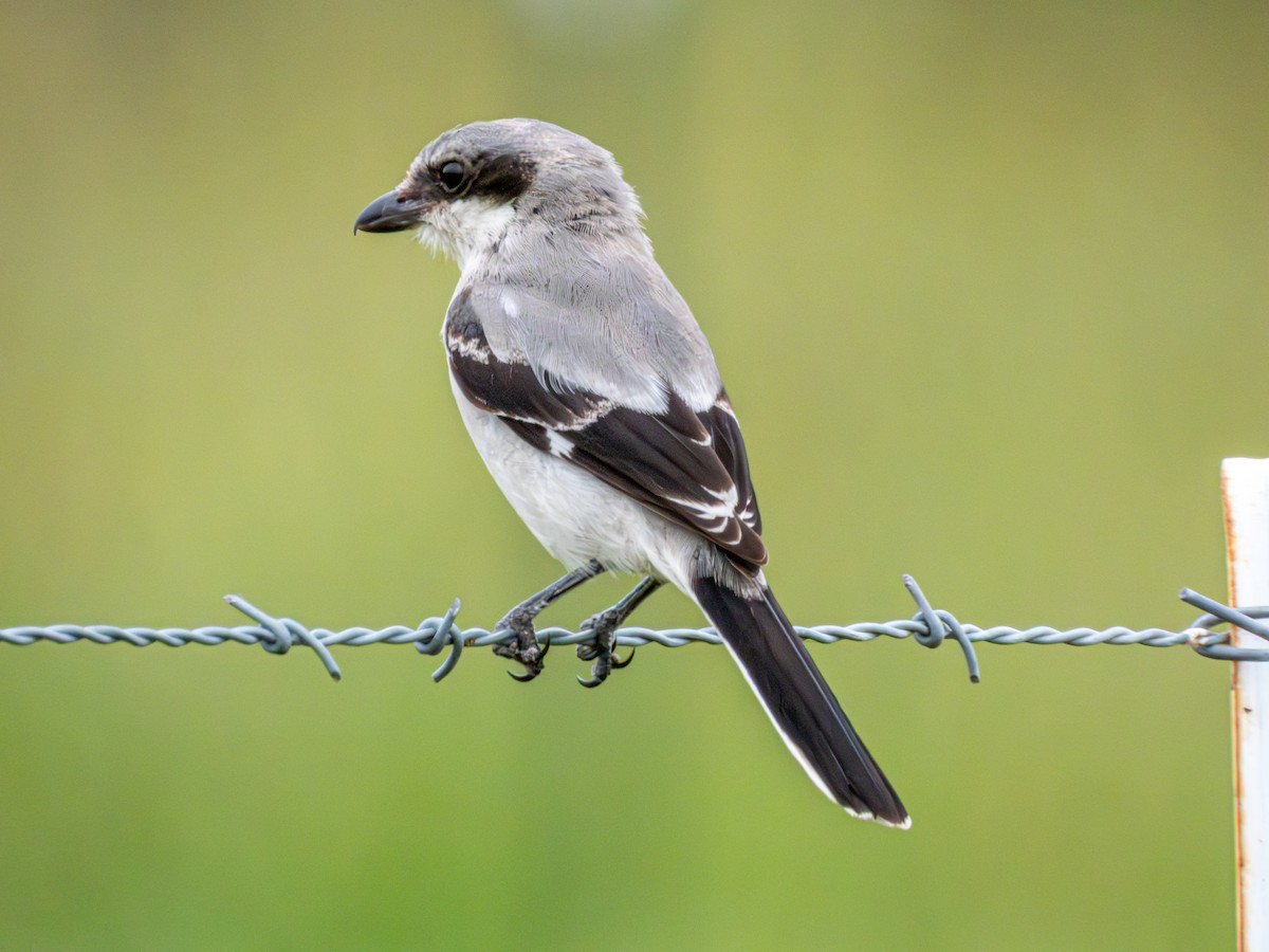 Loggerhead Shrike - ML638319743