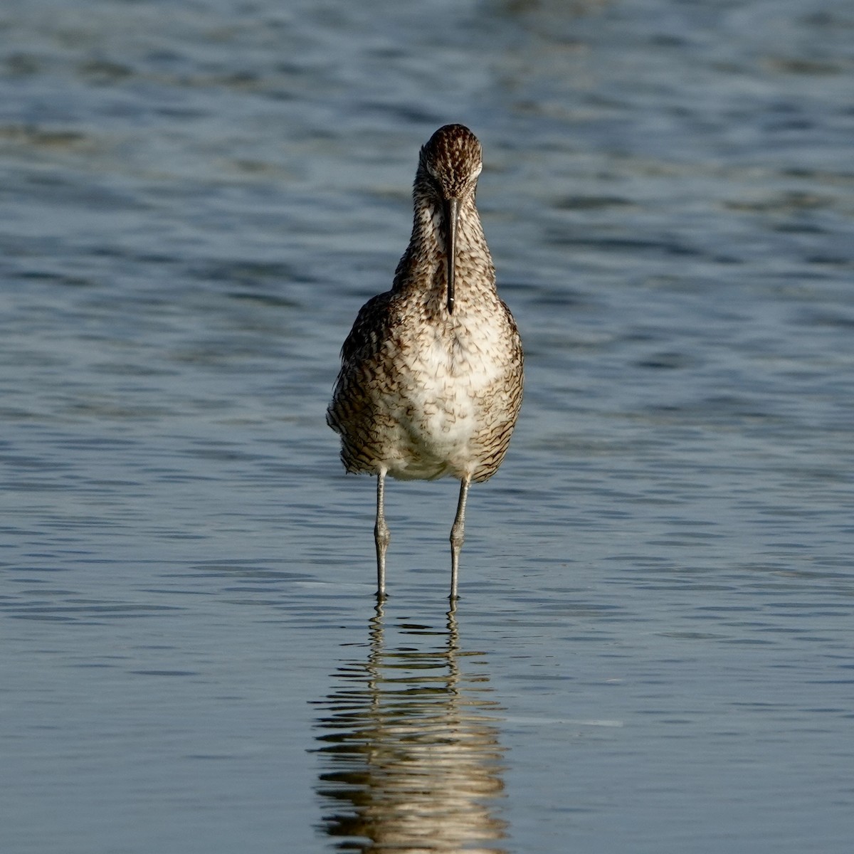 Willet - ML638319744
