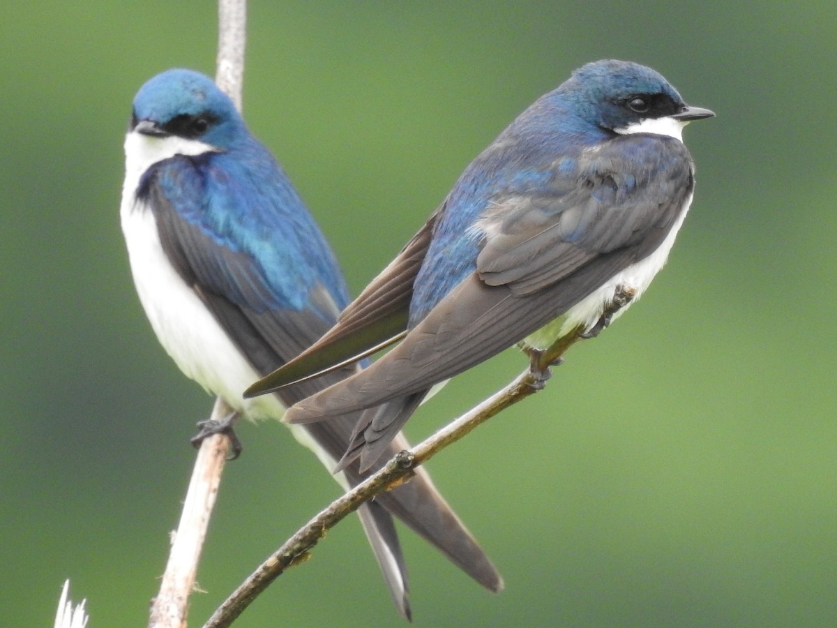Tree Swallow - ML638319745