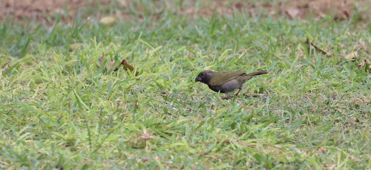 Black-faced Grassquit - ML638319746
