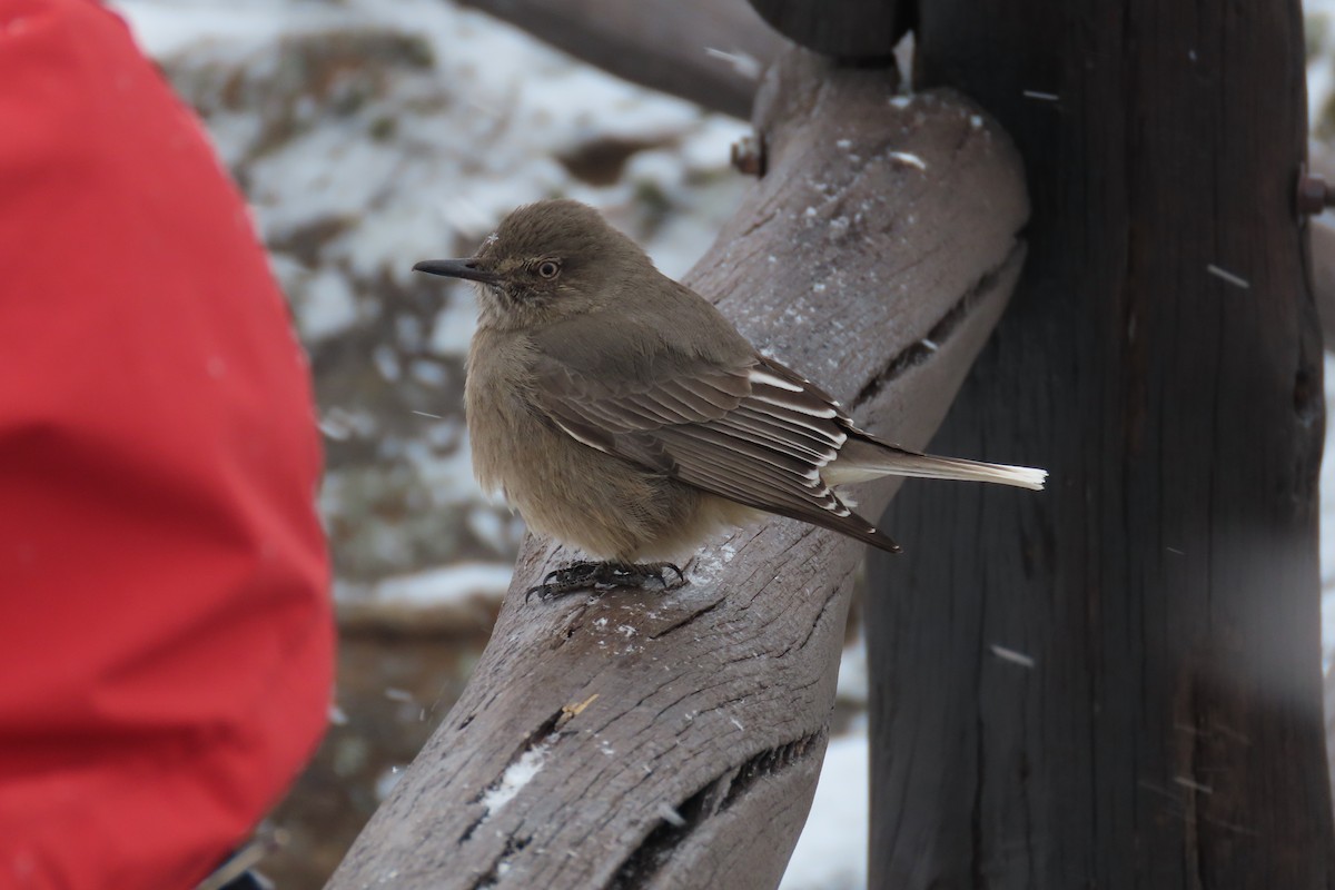 Black-billed Shrike-Tyrant - ML638319748