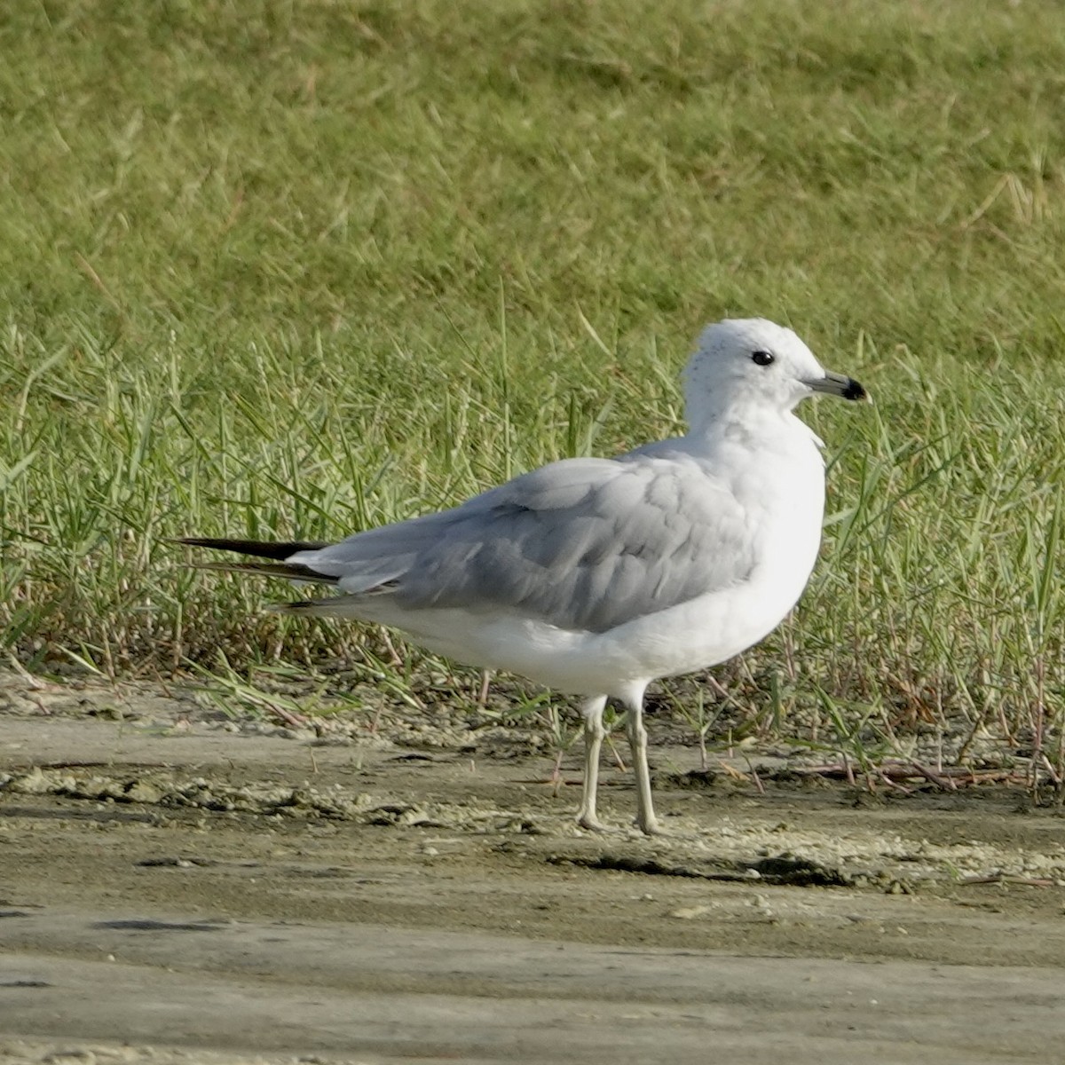 Ring-billed Gull - ML638319752