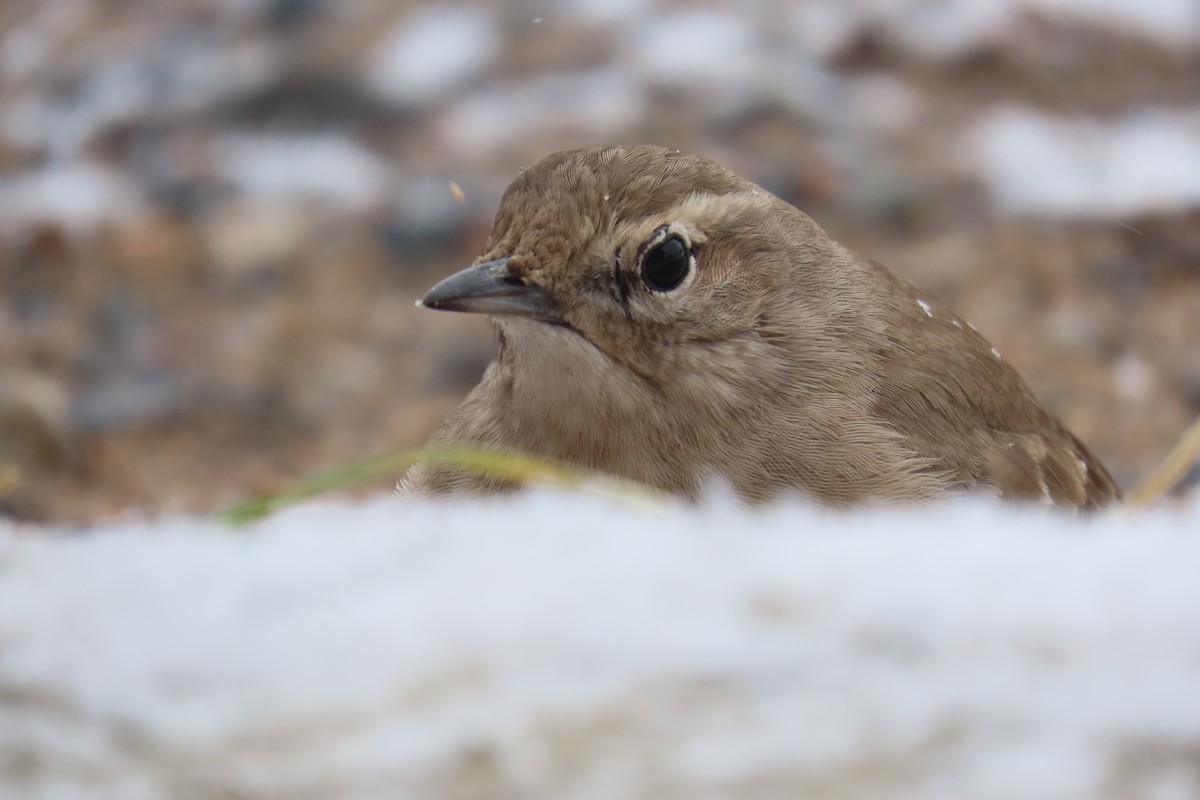 Rufous-banded Miner - ML638319753
