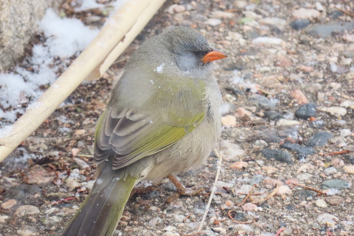 Great Pampa-Finch - ML638319755