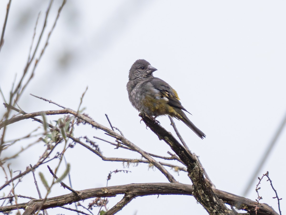 White-winged Grosbeak - ML638319757