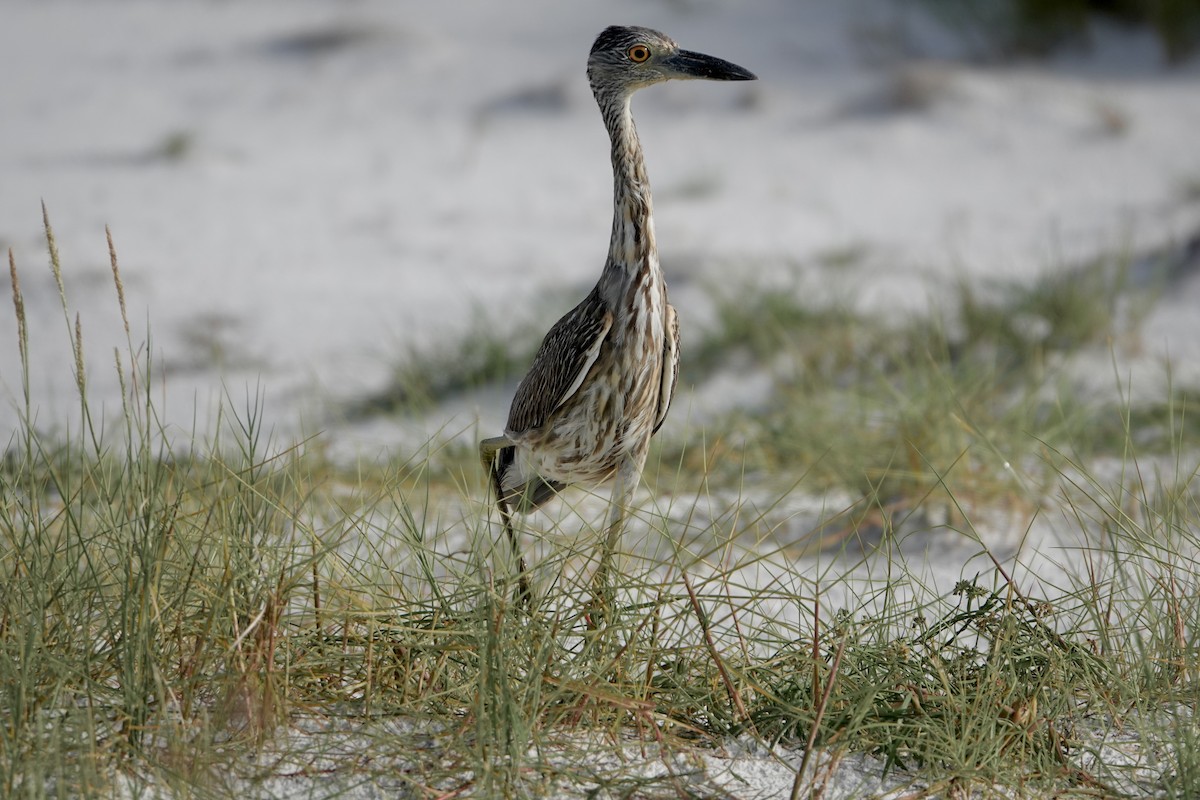 Krabbenreiher - ML638319763