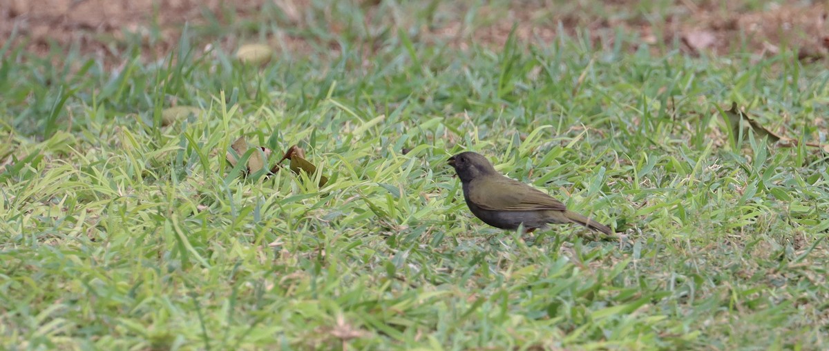 Black-faced Grassquit - ML638319766