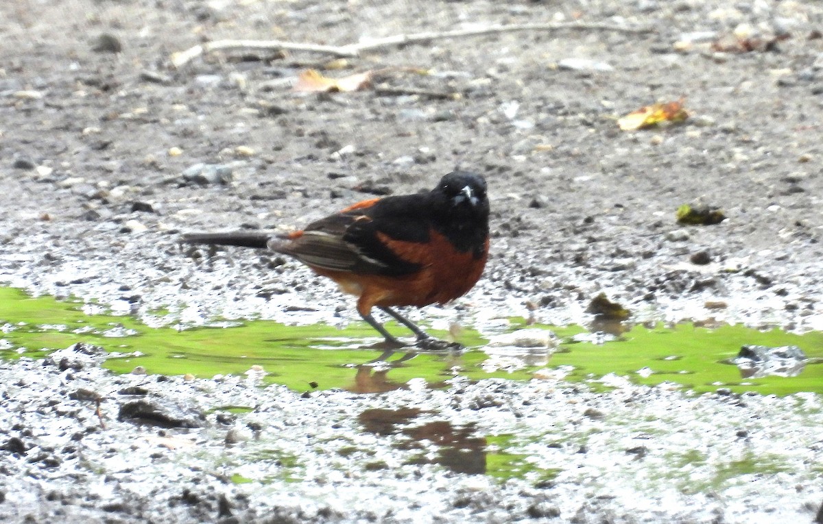 Orchard Oriole - ML638319776