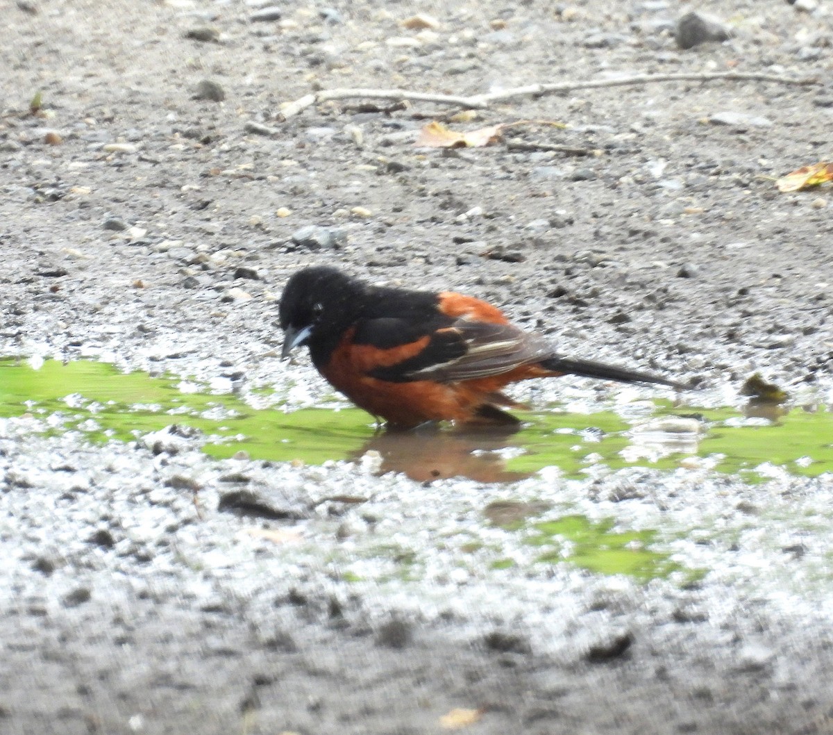 Orchard Oriole - ML638319780