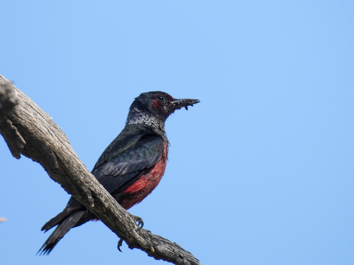 Lewis's Woodpecker - ML638319791