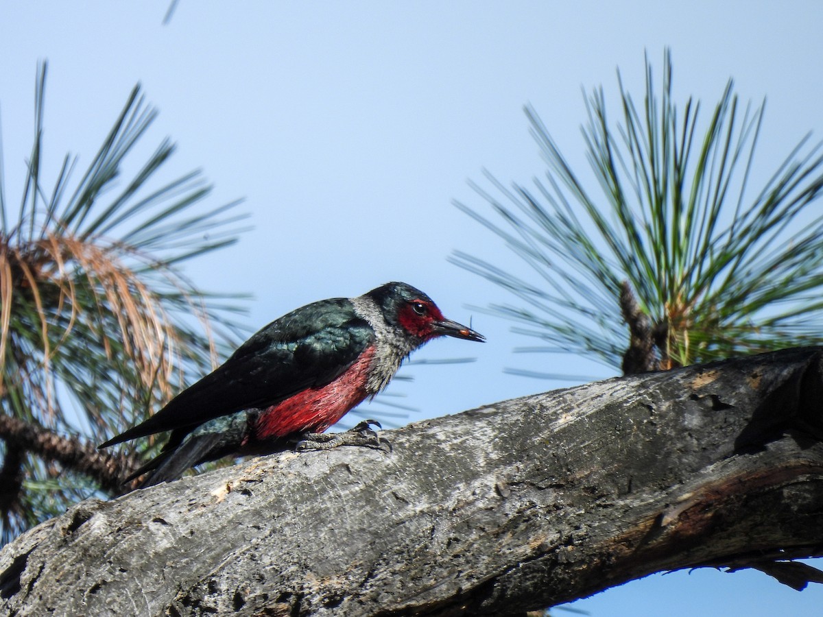 Lewis's Woodpecker - ML638319793