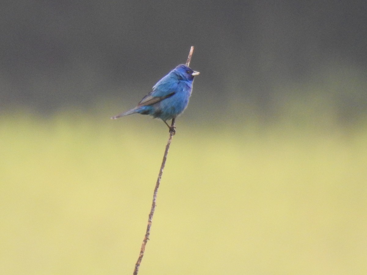 Indigo Bunting - ML638319795