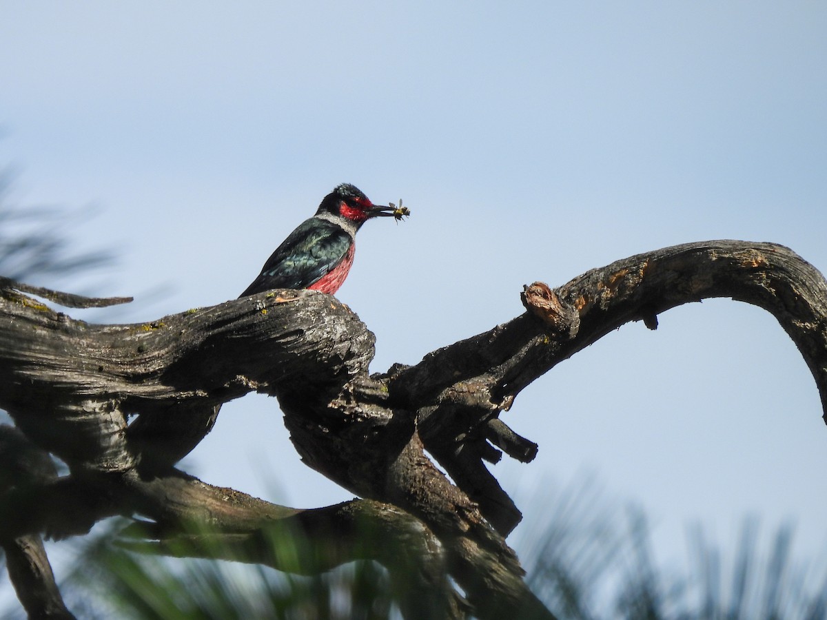Lewis's Woodpecker - ML638319796