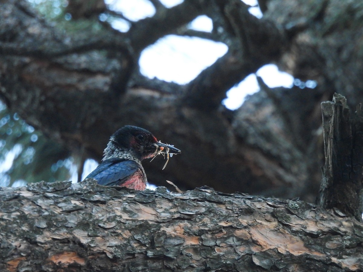 Lewis's Woodpecker - ML638319798